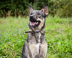 Собаки в Солнечногорске: Молода, спокойная, собака-компаньон Девочка, Бесплатно - фото 4