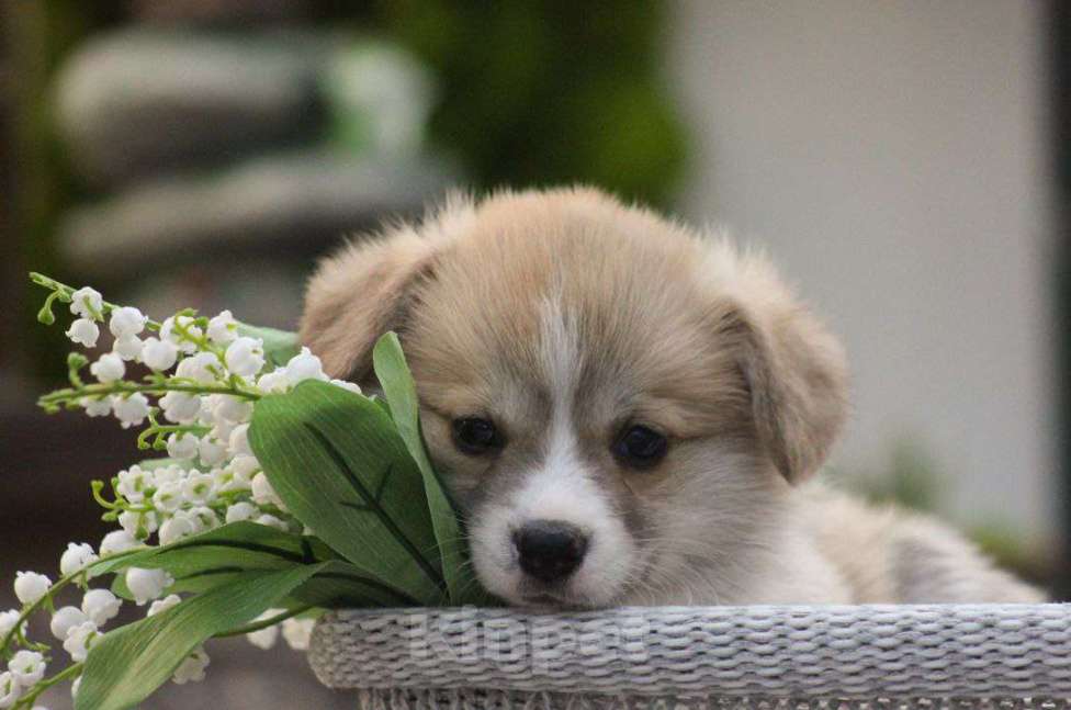 Собаки в других городах Краснодарского края: Пьер Дебург Эминский щенок корги Мальчик, 70 000 руб. - фото 4
