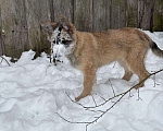 Собаки в Москве: Берта ищет новый дом Девочка, Бесплатно - фото 2