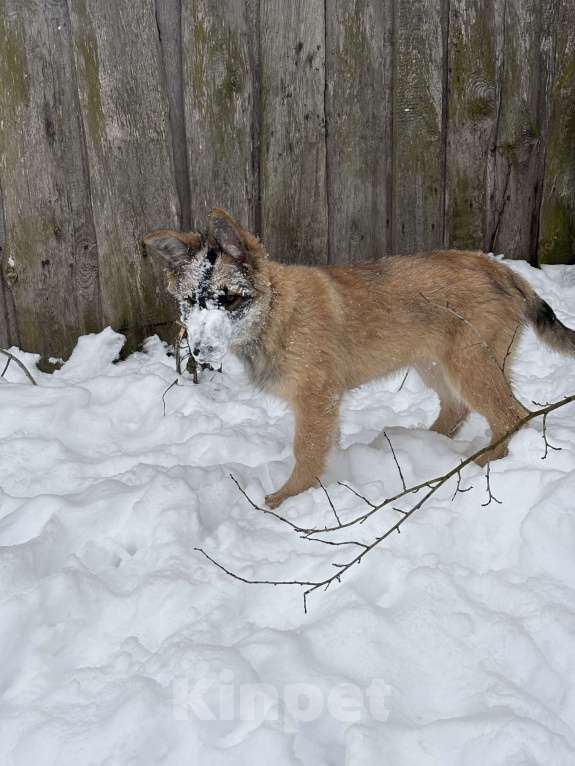 Собаки в Москве: Берта ищет новый дом Девочка, Бесплатно - фото 2
