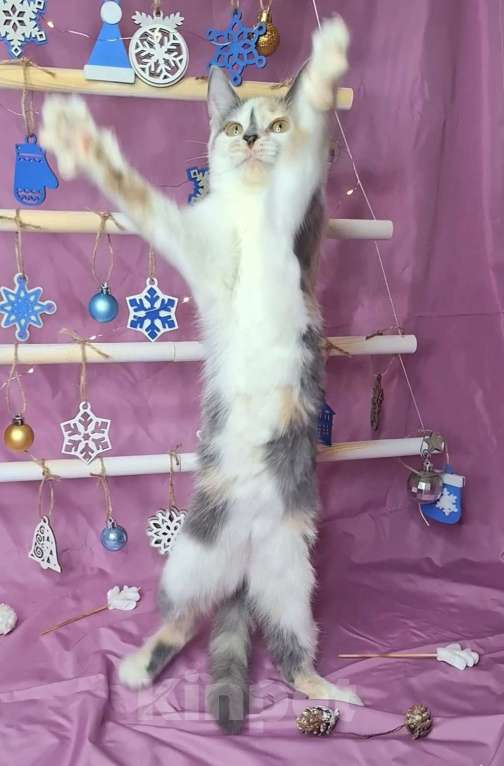 Кошки в Москве: Котёнок трехцветого окраса в добрые руки  Девочка, Бесплатно - фото 4