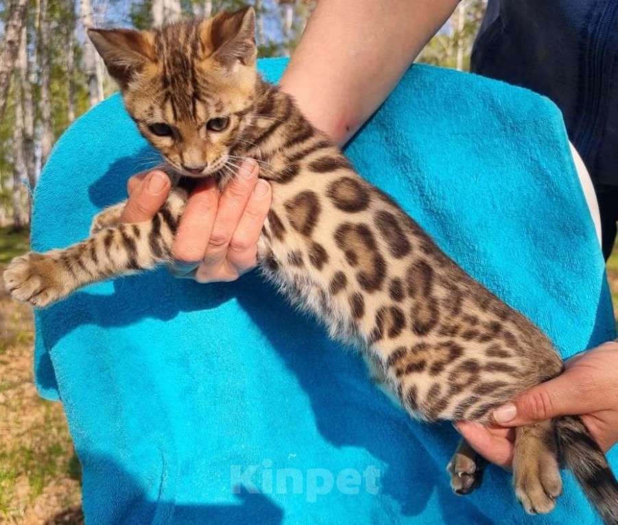 Кошки в Новосибирске: Бенгальские котята Девочка, 5 000 руб. - фото 4