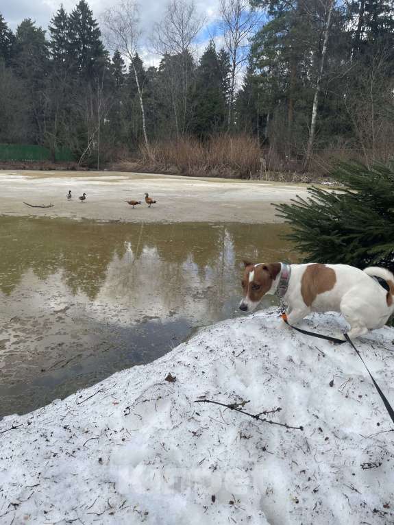 Собаки в Мытищах: Ищем теплый дом  Девочка, Бесплатно - фото 6