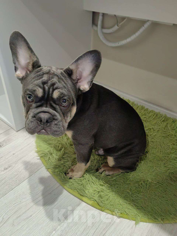 Собаки в Краснодаре: Французский бульдог, щенок Мальчик, 50 000 руб. - фото 3