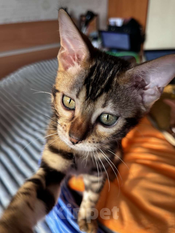 Кошки в Самаре: Бенгальская девочка Veritay Bayleys Девочка, 60 000 руб. - фото 5