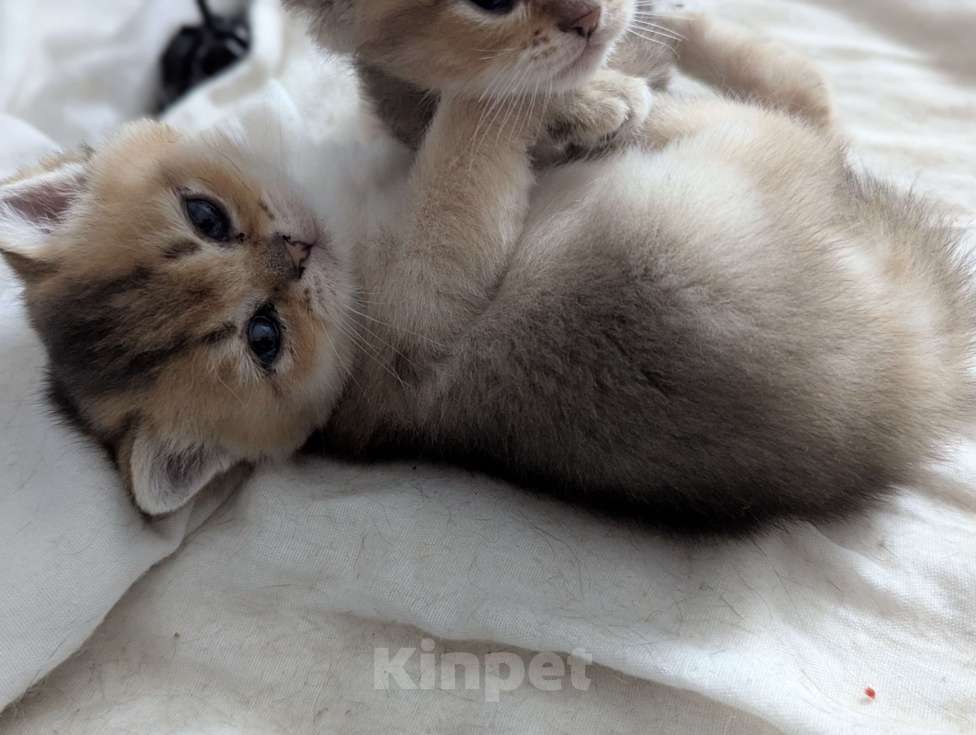 Кошки в Подольске: Британские котята Разнополые, 20 000 руб. - фото 6