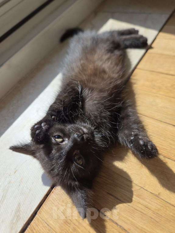 Кошки в Москве: Котенок Маслинка ищет дом Девочка, Бесплатно - фото 2