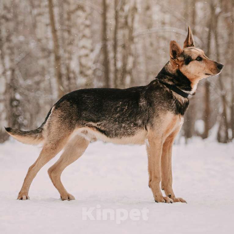Собаки в Москве: Райдер Мальчик, Бесплатно - фото 2