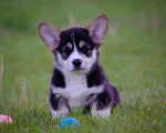 Собаки в Твери: Щенки вельш-корги-пемброк Мальчик, Бесплатно - фото 10