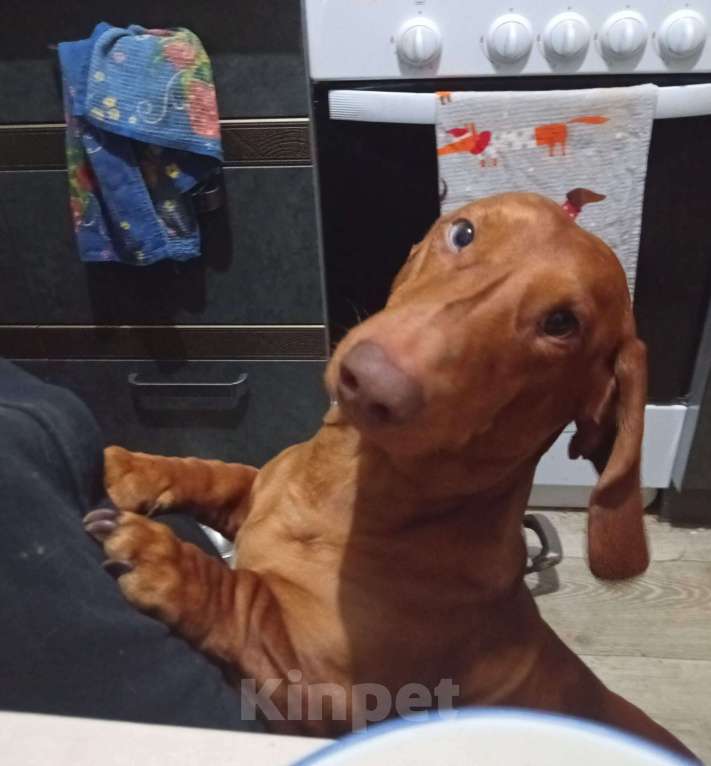 Собаки в Подольске: Предлагаю для вязки кобеля таксы стандартеой гладкошерстнойй Мальчик, 8 000 руб. - фото 7