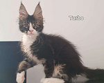 Кошки в Сочи: котята Мейн-Кун Мальчик, 35 000 руб. - фото 1