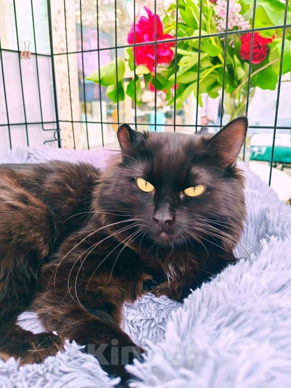 Кошки в Москве: Котопес Елисей ищет дом Мальчик, Бесплатно - фото 3
