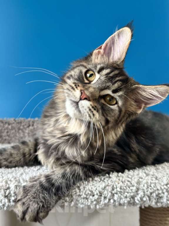 Кошки в Дедовске: Очаровательный кот Зефир Мальчик, 35 000 руб. - фото 5