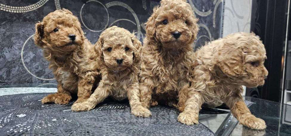 Собаки в Перми: Щенки Той Пуделя! Мальчик, 85 000 руб. - фото 2