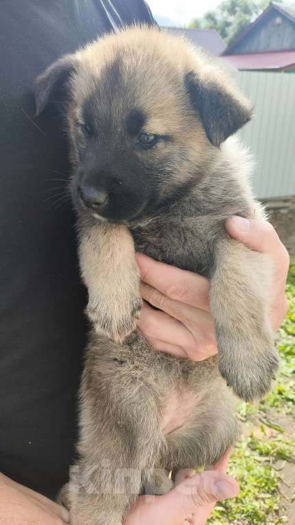 Собаки в других городах Орловской области: Щенки в добрые руки Девочка, Бесплатно - фото 5