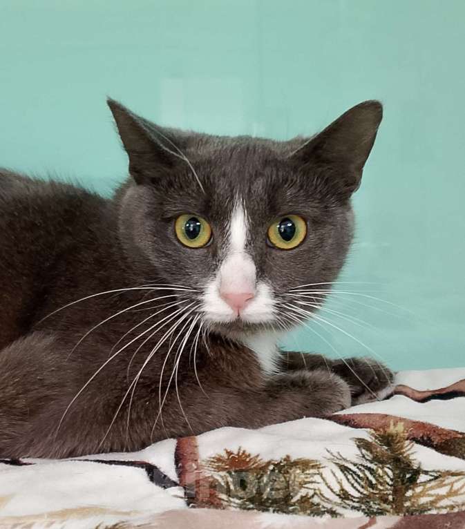 Кошки в Лобне: Мышка в поисках дома Девочка, Бесплатно - фото 2