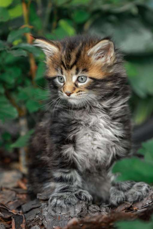 Кошки в других городах Ленинградской области: Котята мей-куна Мальчик, 45 000 руб. - фото 1