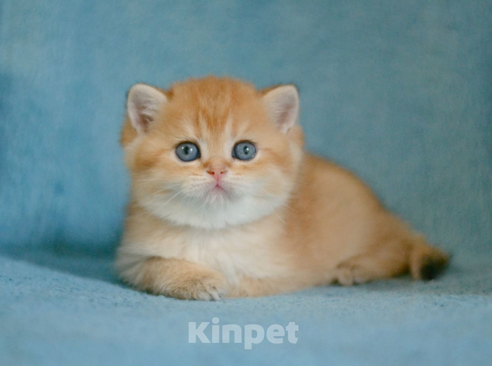 Кошки в Краснодаре: Британская Золотая Шиншилла  Мальчик, Бесплатно - фото 3