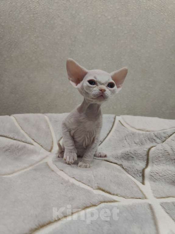 Кошки в Москве: Питомник предлагает котёнка Девон-Рекс Мальчик, 55 000 руб. - фото 4