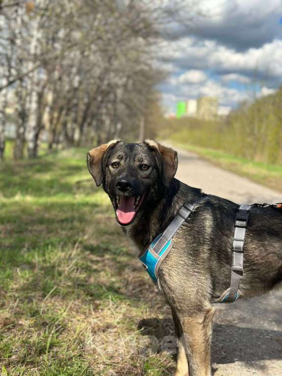 Собаки в Москве: Степа Мальчик, Бесплатно - фото 3