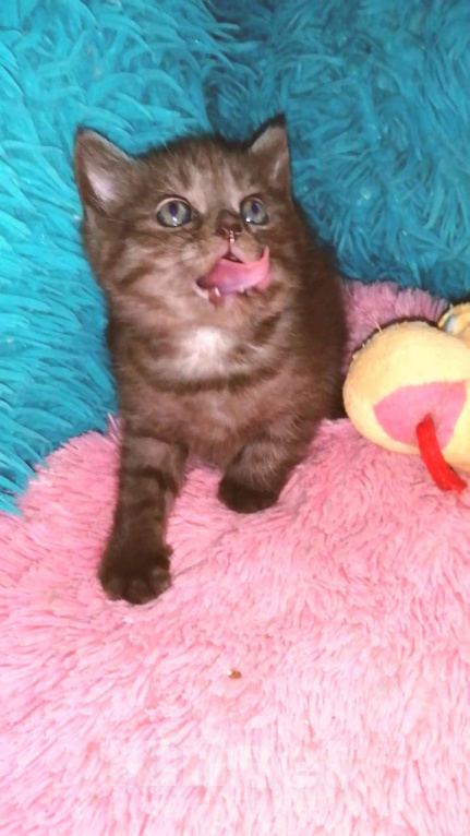 Кошки в Москве: Шотландские котята страйт  Мальчик, 8 000 руб. - фото 7