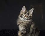 Кошки в Москве: Мейн-кун котенок Мальчик, Бесплатно - фото 6