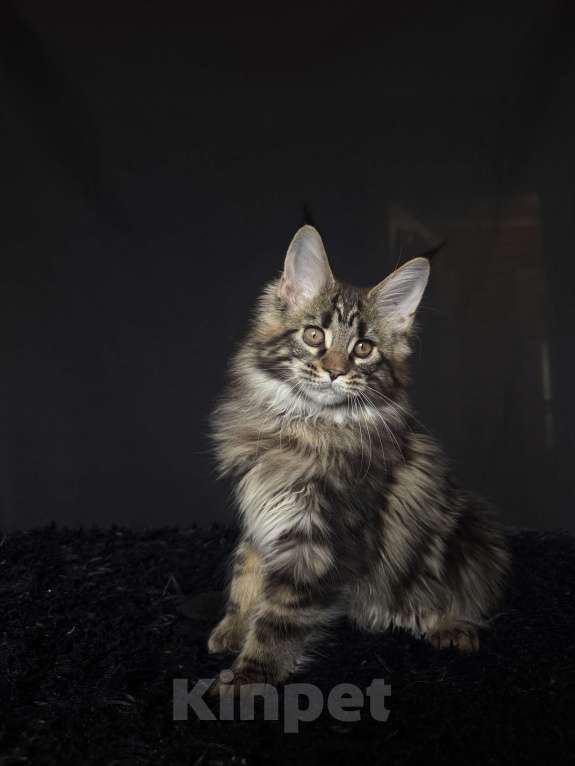 Кошки в Москве: Мейн-кун котенок Мальчик, Бесплатно - фото 6