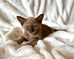 Кошки в Москве: Бурманские котята.😽Открыто бронирование!🔥❗️ Разнополые, 120 000 руб. - фото 1