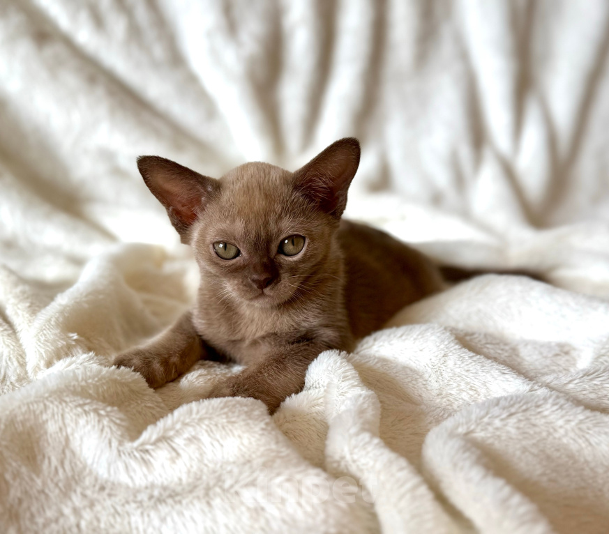 Кошки в Москве: Бурманские котята.😽Открыто бронирование!🔥❗️ Разнополые, 120 000 руб. - фото 1