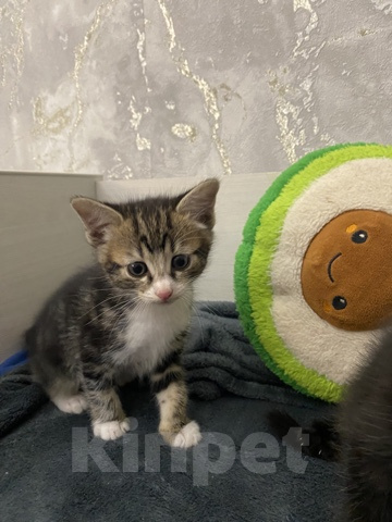 Кошки в Холмске: Отдам котят Разнополые, Бесплатно - фото 1
