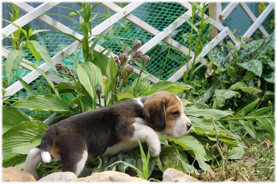 Собаки в Москве: щенки бигля мальчики и девочки Мальчик, 70 000 руб. - фото 2