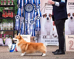Собаки в Новосибирске: Кобель флаффи в поисках своего хозяина Мальчик, Бесплатно - фото 4
