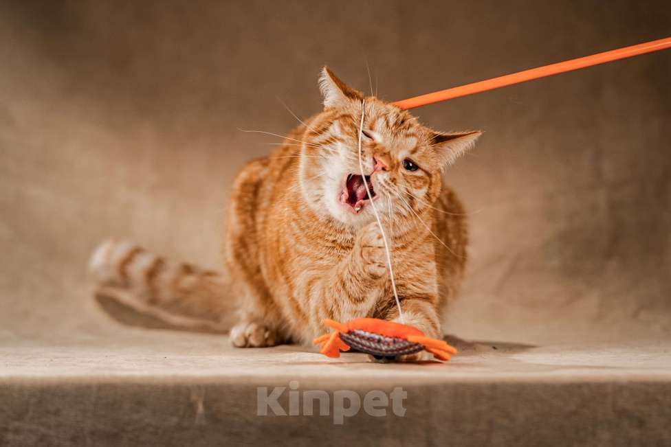 Кошки в Клине: Клёпа — друг для всей семьи Мальчик, Бесплатно - фото 4