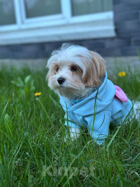 Собаки в Калининграде: Мальчик мальтипу f1 Мальчик, 60 000 руб. - фото 3