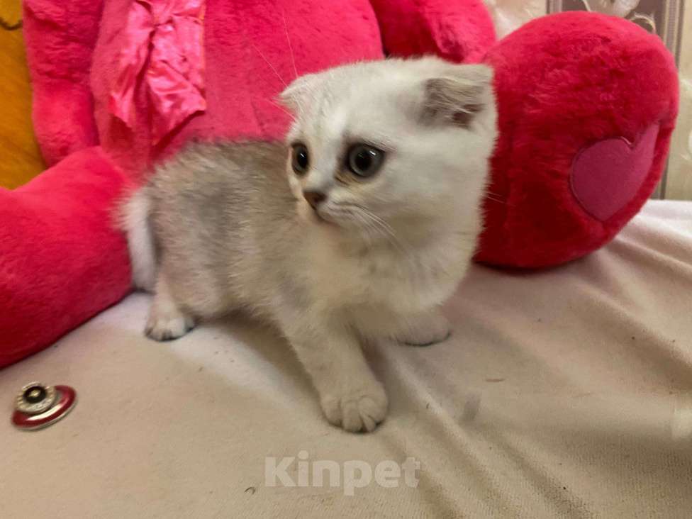 Кошки в Санкт-Петербурге: Прямоухий шотландский мальчик Мальчик, 17 900 руб. - фото 10