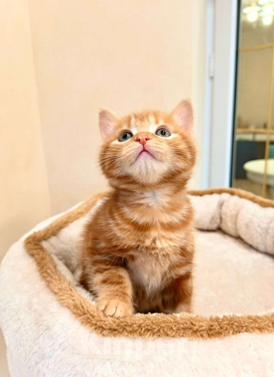 Кошки в Геленджике: Котенок курильского бобтейла Девочка, 25 000 руб. - фото 3