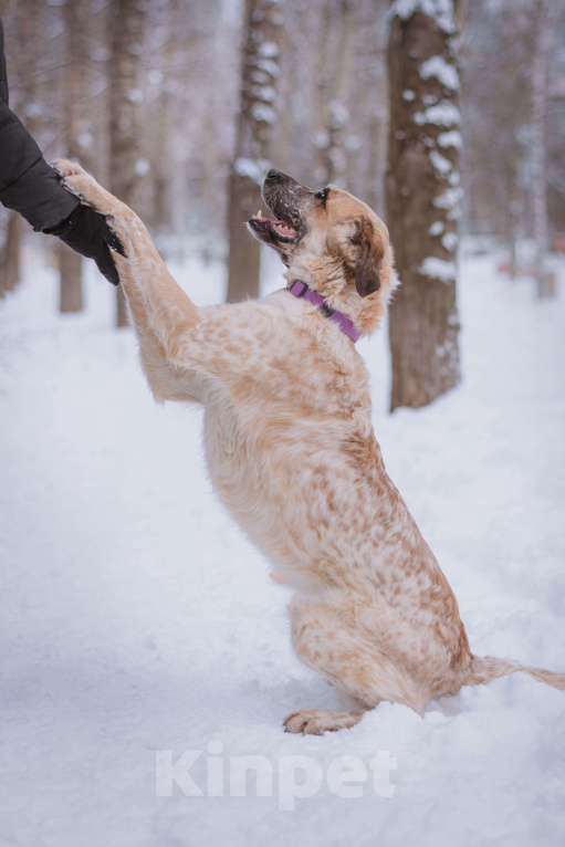 Собаки в Москве: Гера Девочка, Бесплатно - фото 5