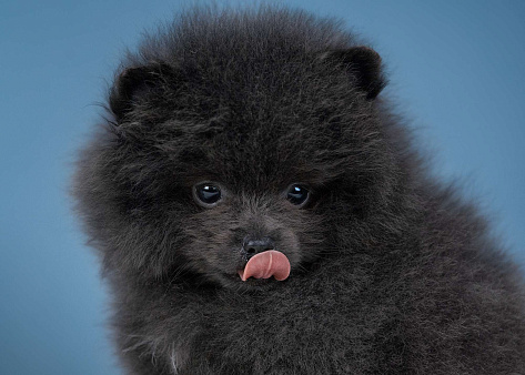 Мальчик померанского шпица