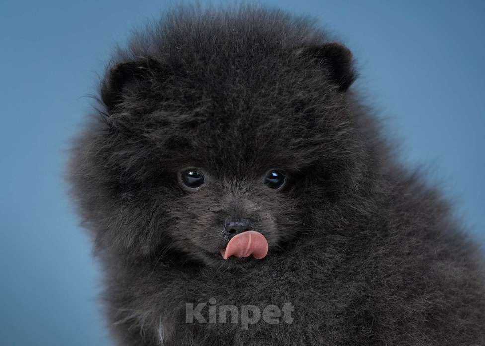 Собаки в Всеволожске: Мальчик померанского шпица Мальчик, 60 000 руб. - фото 1