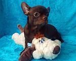 Собаки в Санкт-Петербурге: шоколадный мальчик 5 мес мелкий стандарт Мальчик, 27 000 руб. - фото 3