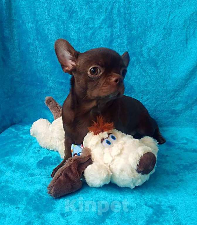 Собаки в Санкт-Петербурге: шоколадный мальчик 5 мес мелкий стандарт Мальчик, 27 000 руб. - фото 3