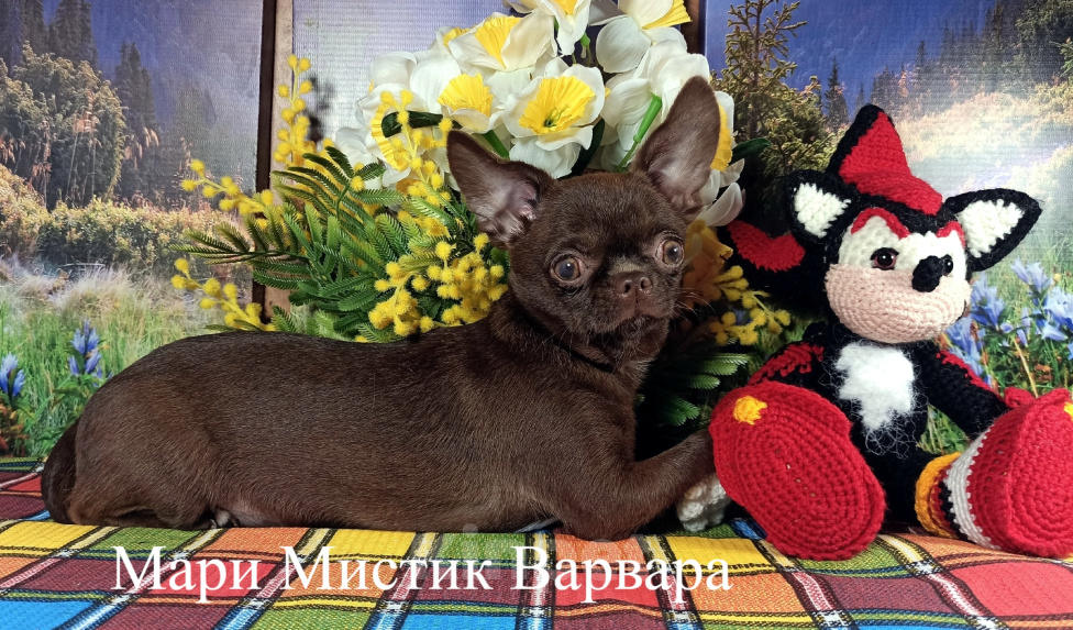 Собаки в Санкт-Петербурге: Шикарная девочка чихуа, вес 2,3 кг, шоколад окрас Девочка, 100 000 руб. - фото 4