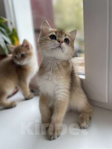 Кошки в Калуге: Британский котенок Мальчик, 45 000 руб. - фото 2