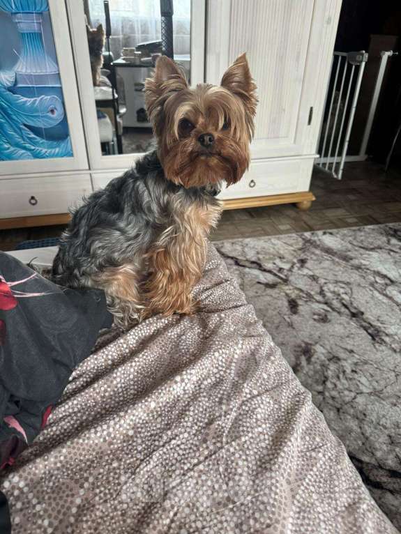 Собаки в Новочебоксарске: Продаю щенков йорка Мальчик, 25 000 руб. - фото 4