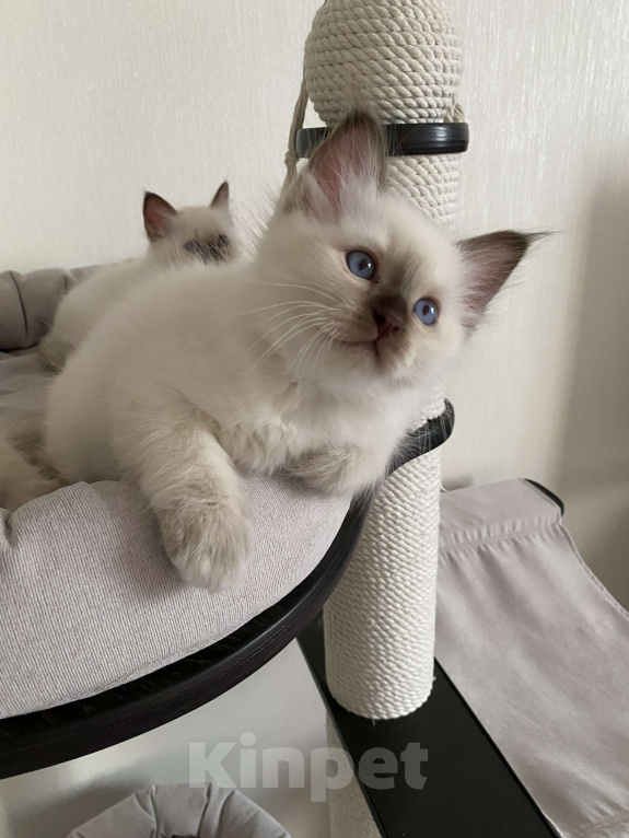 Кошки в Москве: Котенок Патрик МАРИТАНА КЭТ Мальчик, Бесплатно - фото 3