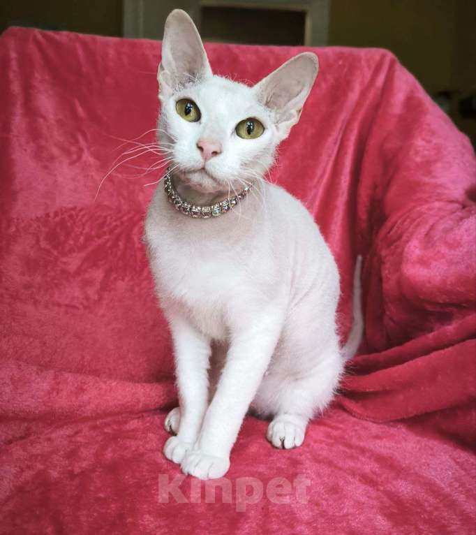 Кошки в Москве: девочка сфинкс 8 месяцев в добрые руки  Девочка, 1 000 руб. - фото 1
