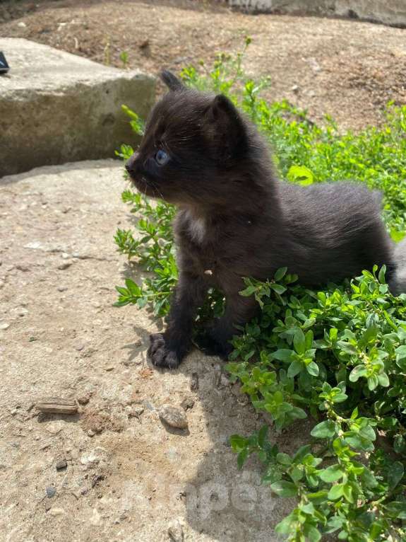 Кошки в Москве: Черный мальчик с белым галстуком Мальчик, Бесплатно - фото 2