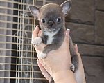 Собаки в Москве: Голубая МИНИ чихуа Девочка, 120 000 руб. - фото 1