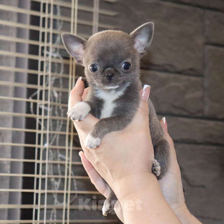 Собаки в Москве: Голубая МИНИ чихуа Девочка, 120 000 руб. - фото 1