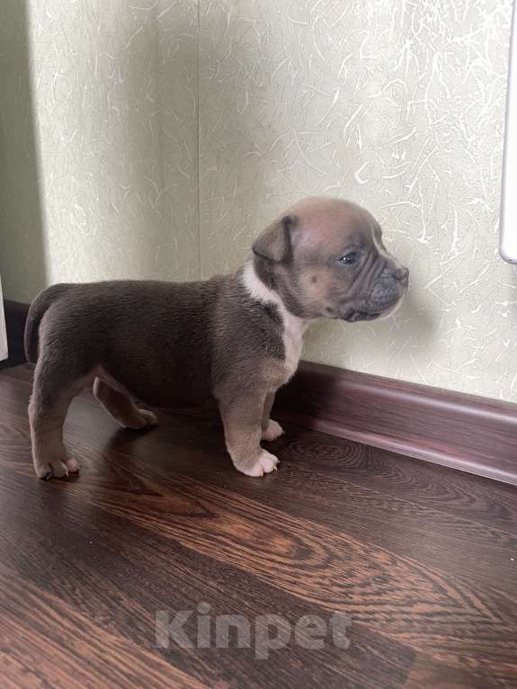 Собаки в Санкт-Петербурге: Щенок Американского булли sm_bulli Magic Девочка, 100 000 руб. - фото 3